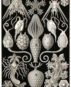 Amphoridea, Kunstformen der Natur Ernst Haeckel 1904