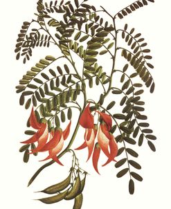 Clianthus Puniceus Vintage Botanical 1769