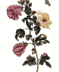 Metamorphosis Insectorum Hibiscus Sabdariffa Vintage Botanical 1705
