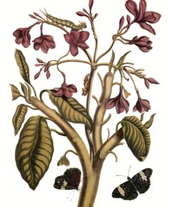 Metamorphosis Insectorum Red Jasmine Tree Vintage Botanical 1705