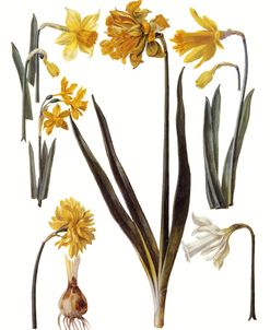 Narcissi Vintage Botanical 1630
