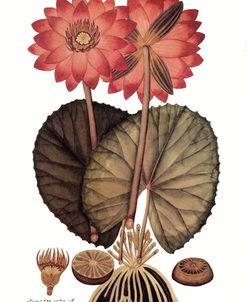 Red Indian Water Lily Vintage Botanical