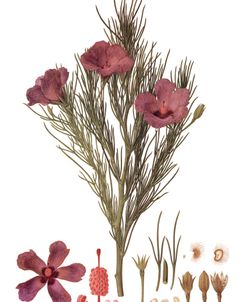 Red-centred Hibiscus Vintage Botanical 1803