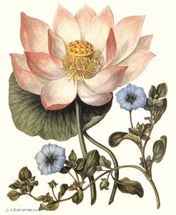 East Indian Lotus Vintage Botanical 1807