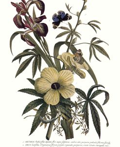 Hibiscus and Iris Flowers Vintage Botanical 1748