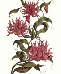 Imperial Gloriosa Vintage Exotic Botany 1759