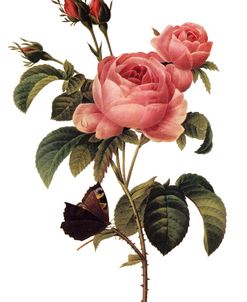 Rosa x Centifolia Vintage Botanical 1827