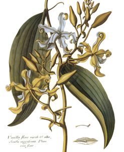 Vanilla Orchid Vintage Botanical