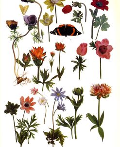 Anemones & Butterflies Pieter van Kouwenhoorn 1630