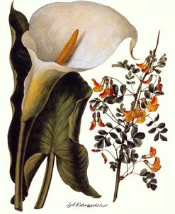 Arum Lily Vintage Botanical 1807
