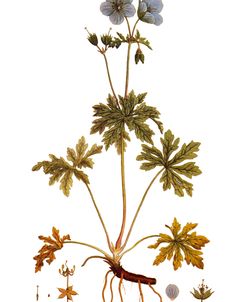 Geranium Pratense Vintage Botanical 1782