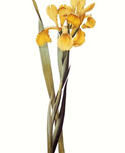 Lemonnier’s Iris Vintage Botanical 1808