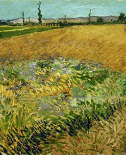 Wheatfield Vincent Van Gogh