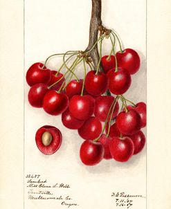 Prunus Avium Lambert 1907 Deborah Griscom Passmore