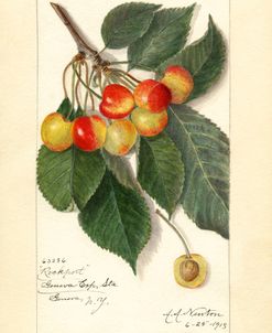 Prunus Avium- Rockport 1913 A A Newton