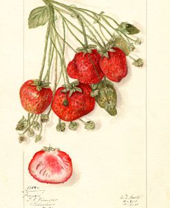 Fragaria Francis Wild Strawberry 1911