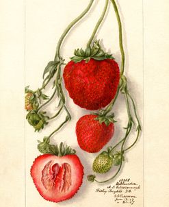 Fragaria Outlander Wild Strawberries 1907