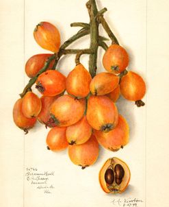 Eriobotrya Japonica Loquat 1908