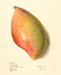 Mangifera Indica Mango 1910