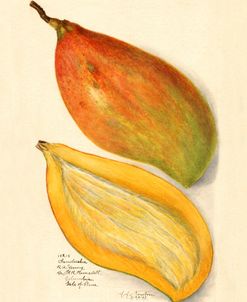 Mangifera Indica Mango Bisected 1908