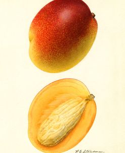 Mangifera Indica Mango Hayden Variety 1923