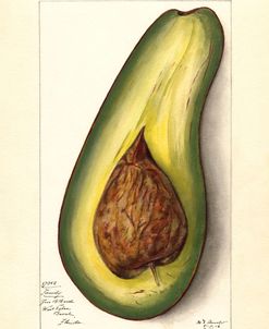 Persea Family Avocado 1912