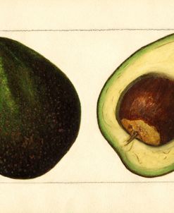 Persea Senor Avocado 1916