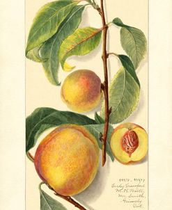 Prunus Persica Peach 1909