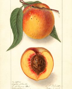 Prunus Persica Peach Highland Beauty Variety 1907