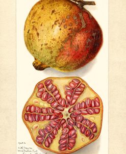 Punica Granatum Pomegranate 1907