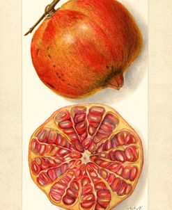 Punica Granatum Pomegranate II 1907