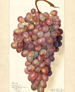 Vitis Angelina Grapes 1908