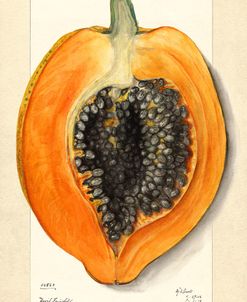Carica Papaya 1912