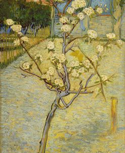 Small Pear Tree In Blossom 1888 Van Gogh