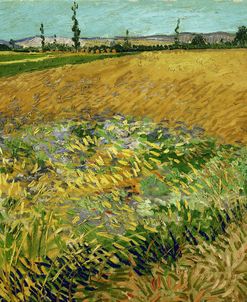 Wheatfield 1888 Vincent van Gogh