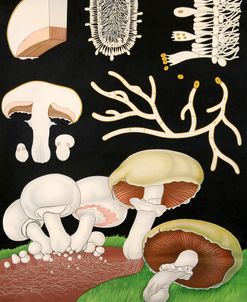 Mushrooms