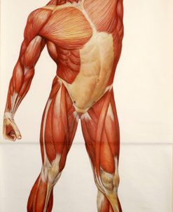 Anatomy Pose III