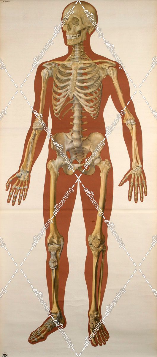Skeleton Front