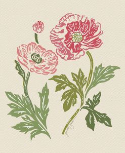 Painted Ranunculus
