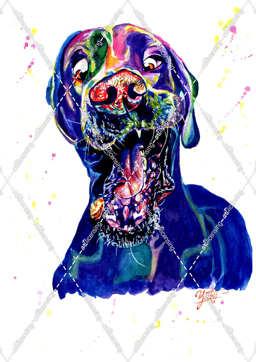 Colorful Catcher Dog