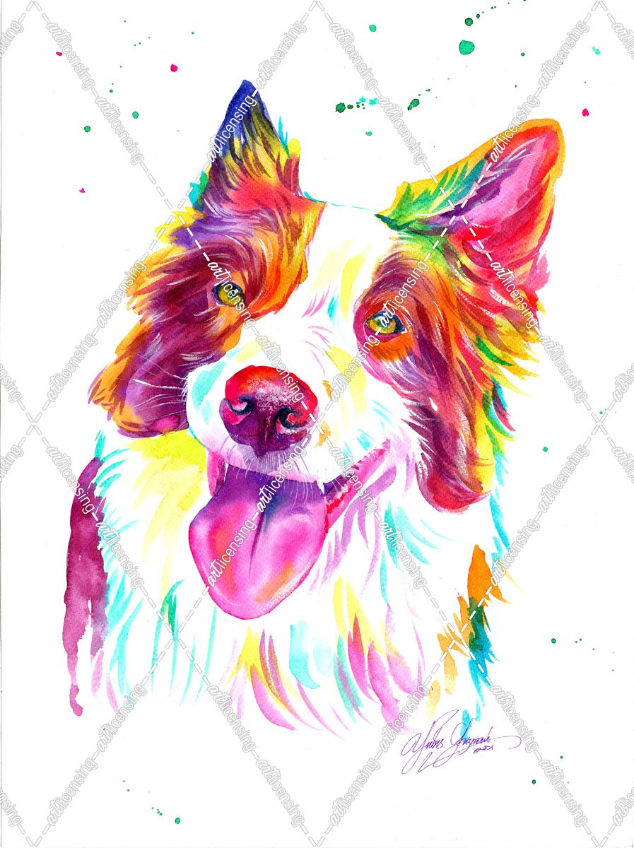 Colorful Collies Dog