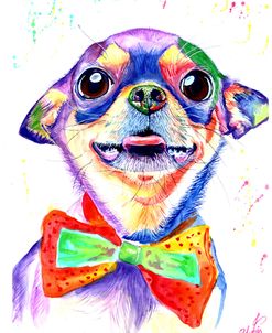 Colorful Portrait Of Chihuahua