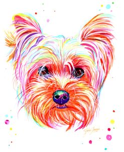 Colorful Yorkshire Terrier