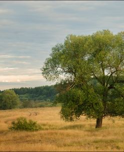 A Summer Day In The Floodplain Of A Northern River