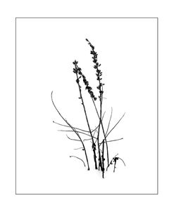 Plants On White Backgrounds 7