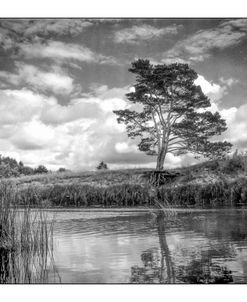 Pine On The River