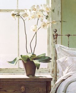 Orchids In The Window