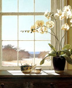 Orchids In The Window 2