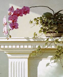 Orchid On Mantle